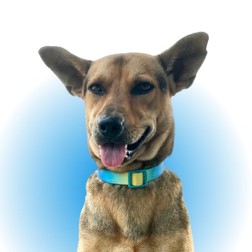 Oscar, Chief Morale Officer at CAP